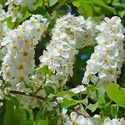 Черемуха ЧАЙКА  Черемуха ЧАЙКА в Красноярске