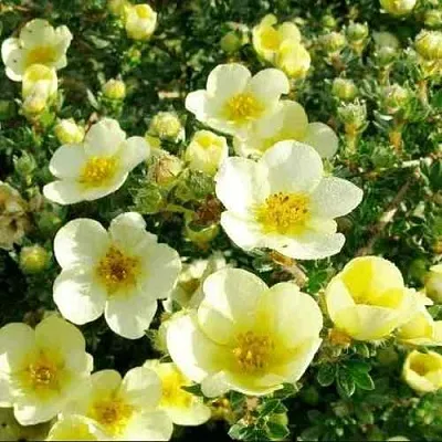 Лапчатка КЛОНДАЙК кустарниковая  Лапчатка КЛОНДАЙК кустарниковая в Красноярске