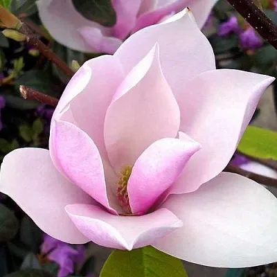 Магнолия АЛЕКСАНДРИНА   Магнолия АЛЕКСАНДРИНА  в Красноярске