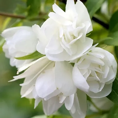 Жасмин МАНТО Д’ЭРМИН  Жасмин МАНТО Д’ЭРМИН в Красноярске