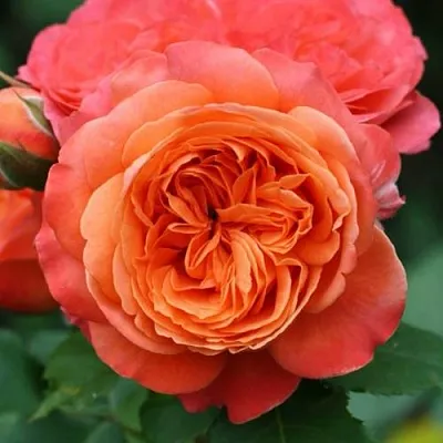 Саженцы роз ЭМИЛЬЕН ГИЙО шраб  Саженцы роз ЭМИЛЬЕН ГИЙО шраб в Красноярске