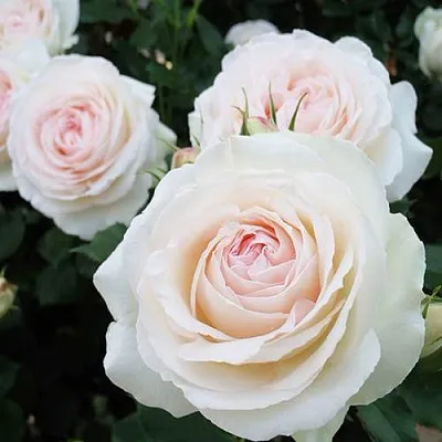 Саженцы роз ПАЛЕ РОЯЛЬ плетистая  Саженцы роз ПАЛЕ РОЯЛЬ плетистая в Красноярске