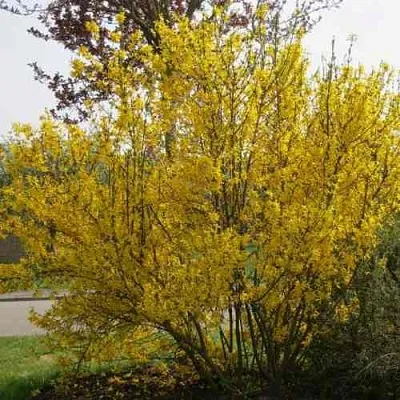 Форзиция КАМСОН промежуточная  Форзиция КАМСОН промежуточная в Красноярске