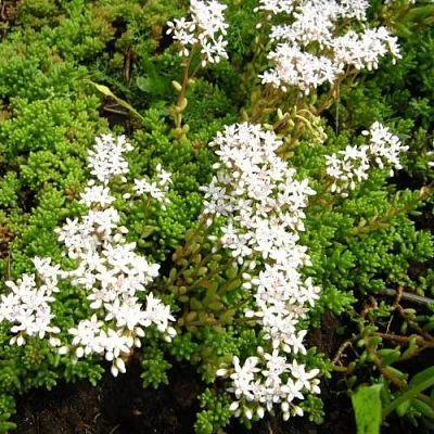 Очиток (седум) ХЛОРОТИКУМ белый  Очиток (седум) ХЛОРОТИКУМ белый в Красноярске