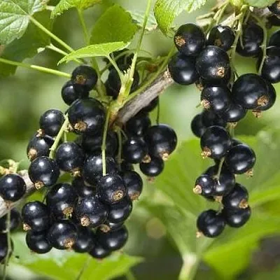 Смородина чёрная ВОЛШЕБНИЦА  Смородина чёрная ВОЛШЕБНИЦА в Красноярске