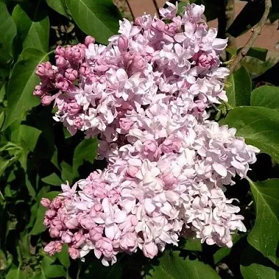 Сирень МИЛОСЕРДИЕ  Сирень МИЛОСЕРДИЕ в Красноярске