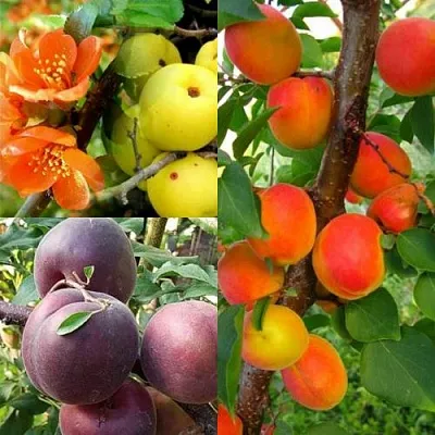 Комплект САД ДЛЯ ГУРМАНА в Красноярске