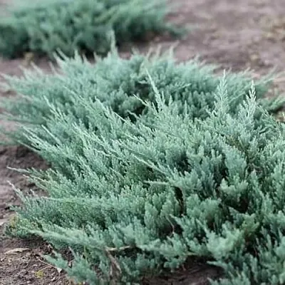 Можжевельник БЛЮ ЧИП горизонтальный  Можжевельник БЛЮ ЧИП горизонтальный в Красноярске