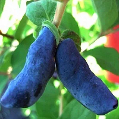 Жимолость съедобная БАКЧАРСКИЙ ВЕЛИКАН  Жимолость съедобная БАКЧАРСКИЙ ВЕЛИКАН в Красноярске