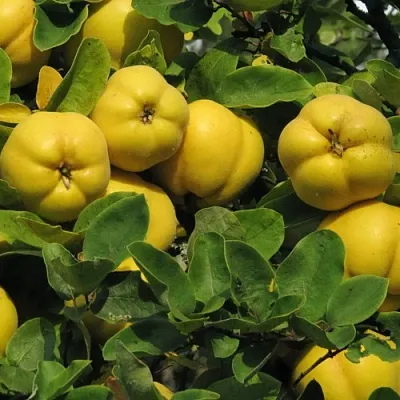 Цидония  Цидония в Красноярске