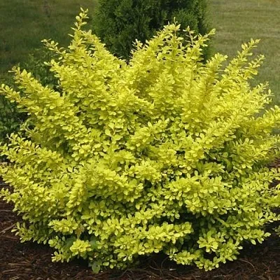 Барбарис АУРЕА тунберга  Барбарис АУРЕА тунберга в Красноярске