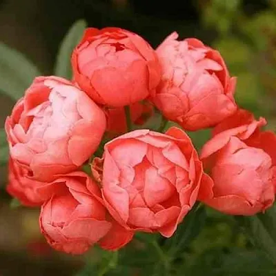 Саженцы роз ОРАНЖ МОРСДАГ полиантовая  Саженцы роз ОРАНЖ МОРСДАГ полиантовая в Красноярске