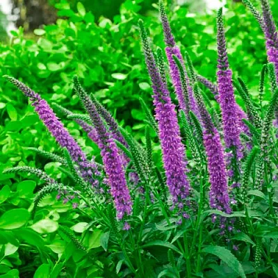 Вероника ФЕСТ МАТЧ длиннолистная  Вероника ФЕСТ МАТЧ длиннолистная в Красноярске