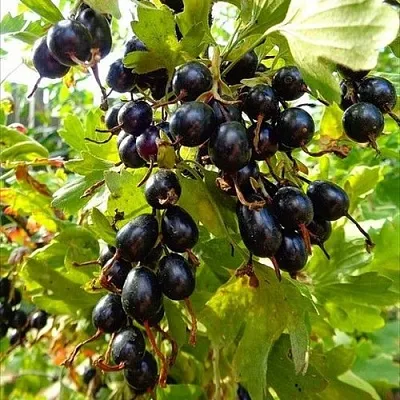 Смородина золотистая ОВАЛЬНАЯ в Красноярске