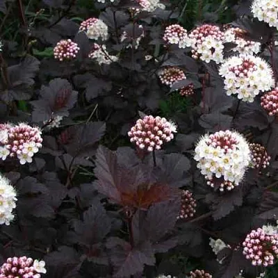 Пузыреплодник ДИАБЛО  Пузыреплодник ДИАБЛО в Красноярске