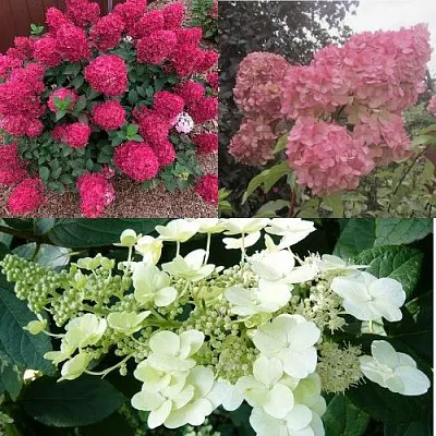 Комплект САД ЭМОЦИЙ в Красноярске