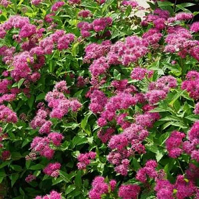 Спирея КРИСПА японская  Спирея КРИСПА японская в Красноярске