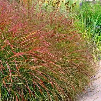 Просо ШЕНАНДО прутьевидное  Просо ШЕНАНДО прутьевидное в Красноярске