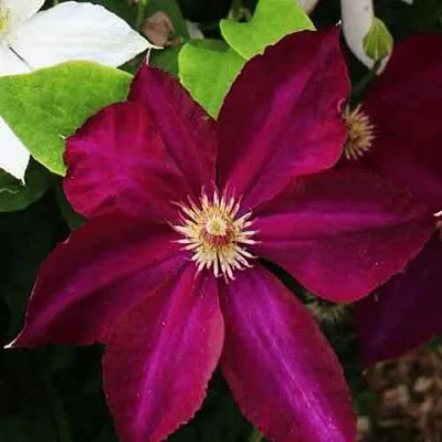 Клематис МАЗОВШЕ  Клематис МАЗОВШЕ в Красноярске