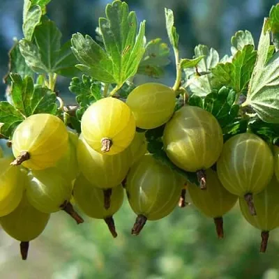 Крыжовник ХИННОНМАЙНЕН КЕЛЬТАЙНЕН  Крыжовник ХИННОНМАЙНЕН КЕЛЬТАЙНЕН в Красноярске