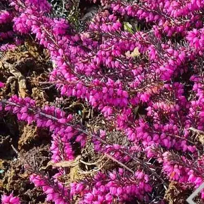 Вереск  Вереск в Красноярске