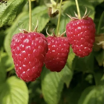 Малина МАПЕМА   Малина МАПЕМА  в Красноярске