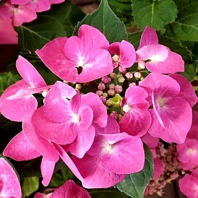 Гортензия ТАУБЕ крупнолистная  Гортензия ТАУБЕ крупнолистная в Красноярске