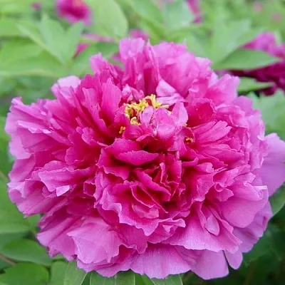 Пион ЛИЛОВАЯ ФАНТАЗИЯ древовидный в Красноярске