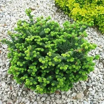 Пихта НАНА бальзамическая  Пихта НАНА бальзамическая в Красноярске