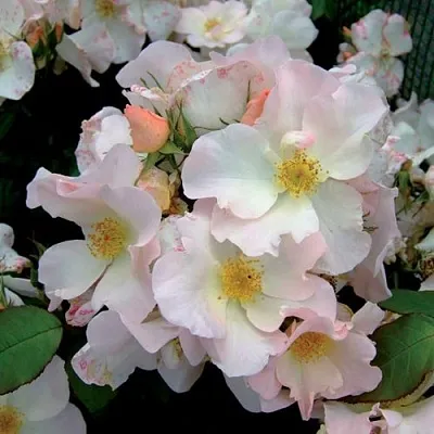 Саженцы роз САЛЛИ ХОЛМС мускусная  Саженцы роз САЛЛИ ХОЛМС мускусная в Красноярске