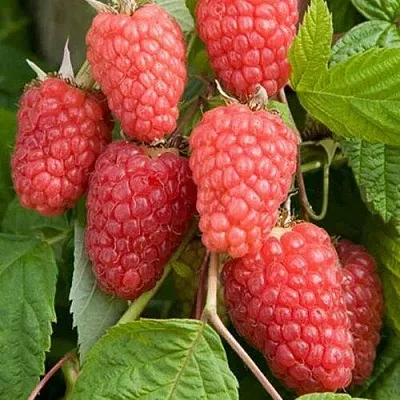 Малина КАСКАД ДЕЛАЙТ  Малина КАСКАД ДЕЛАЙТ в Красноярске