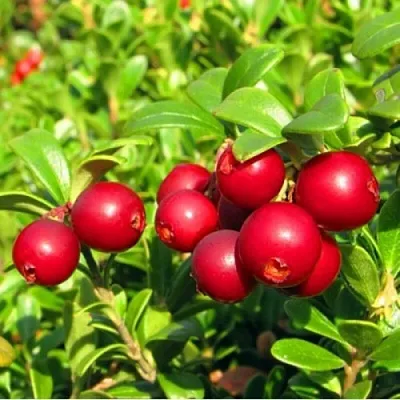 Брусника садовая РЕД ПЕРЛ  Брусника садовая РЕД ПЕРЛ в Красноярске