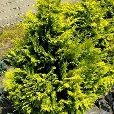 Кипарисовик ГОЛДЕН ВОНДЕР лавсона  Кипарисовик ГОЛДЕН ВОНДЕР лавсона в Красноярске