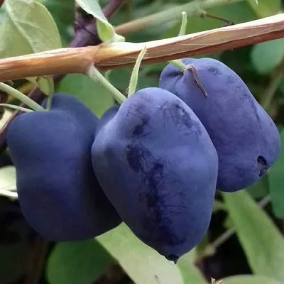 Жимолость съедобная БОРЕАЛ БЬЮТИ (СЕВЕРНАЯ КРАСАВИЦА)  Жимолость съедобная БОРЕАЛ БЬЮТИ (СЕВЕРНАЯ КРАСАВИЦА) в Красноярске