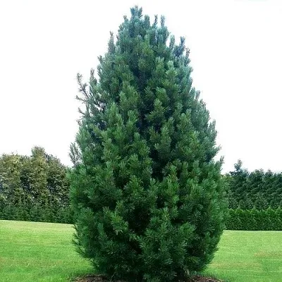 Сосна кедровая   Сосна кедровая  в Красноярске