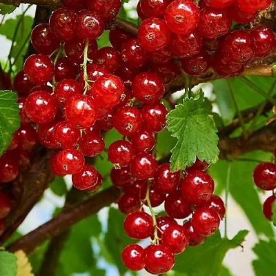 Смородина красная НАТАЛИ  Смородина красная НАТАЛИ в Красноярске