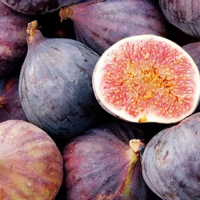 Инжир МУАССОН  Инжир МУАССОН в Красноярске