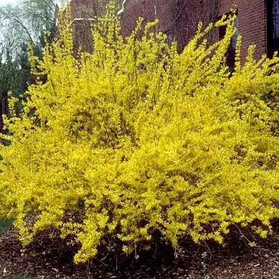 Форзиция ТАРАНДТ промежуточная  Форзиция ТАРАНДТ промежуточная в Красноярске