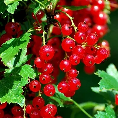 Смородина красная НЕНАГЛЯДНАЯ  Смородина красная НЕНАГЛЯДНАЯ в Красноярске