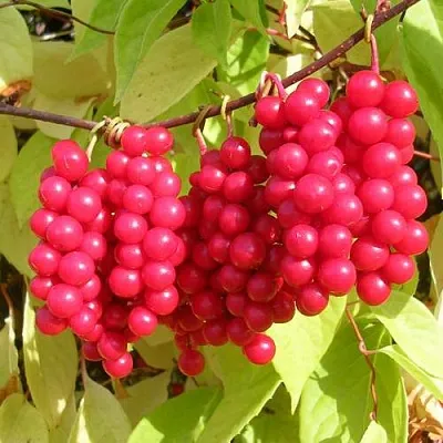 Лимонник ПЕРВЕНЕЦ китайский  Лимонник ПЕРВЕНЕЦ китайский в Красноярске