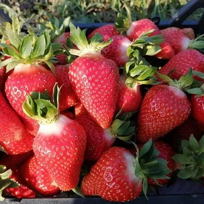 Клубника ЛЮЧИЯ  Клубника ЛЮЧИЯ в Красноярске