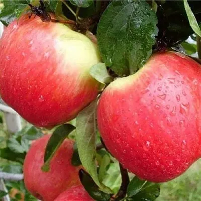 Яблоня ЖЕНЕВА (ЖЕНЕВА ЭРЛИ) в Красноярске