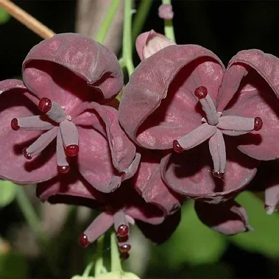 Акебия  Акебия в Красноярске