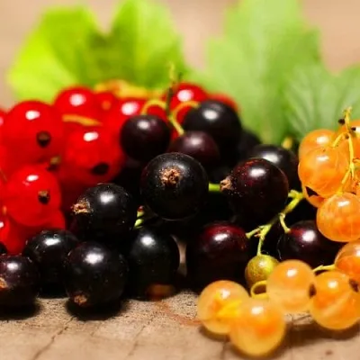 Комплект саженцев в Красноярске