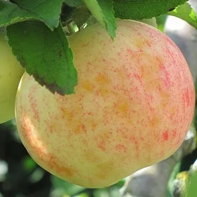Яблоня ЛЕТНЕЕ СЛАДКОЕ в Красноярске