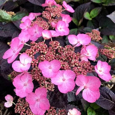 Гортензия ДАРЕДЕВИЛ пильчатая  Гортензия ДАРЕДЕВИЛ пильчатая в Красноярске