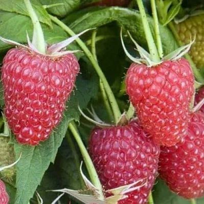 Малина ЕВРАЗИЯ  Малина ЕВРАЗИЯ в Красноярске