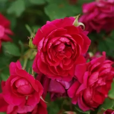 Саженцы роз КВАДРА плетистая  Саженцы роз КВАДРА плетистая в Красноярске