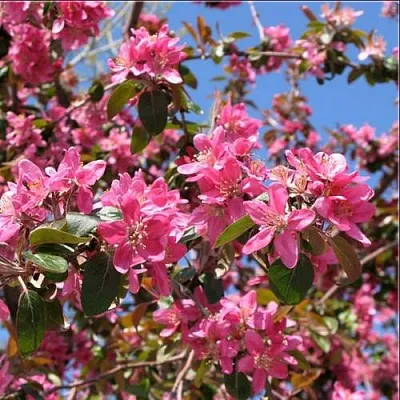 Яблоня ХЕЛЕНА декоративная в Красноярске