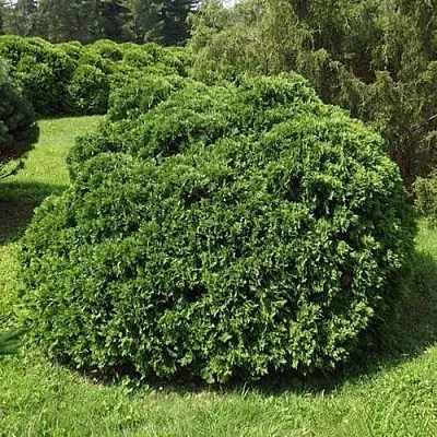 Туя УМБРАКУЛИФЕРА западная  Туя УМБРАКУЛИФЕРА западная в Красноярске